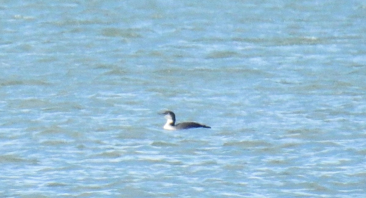 Common Loon - Anna Kozlenko