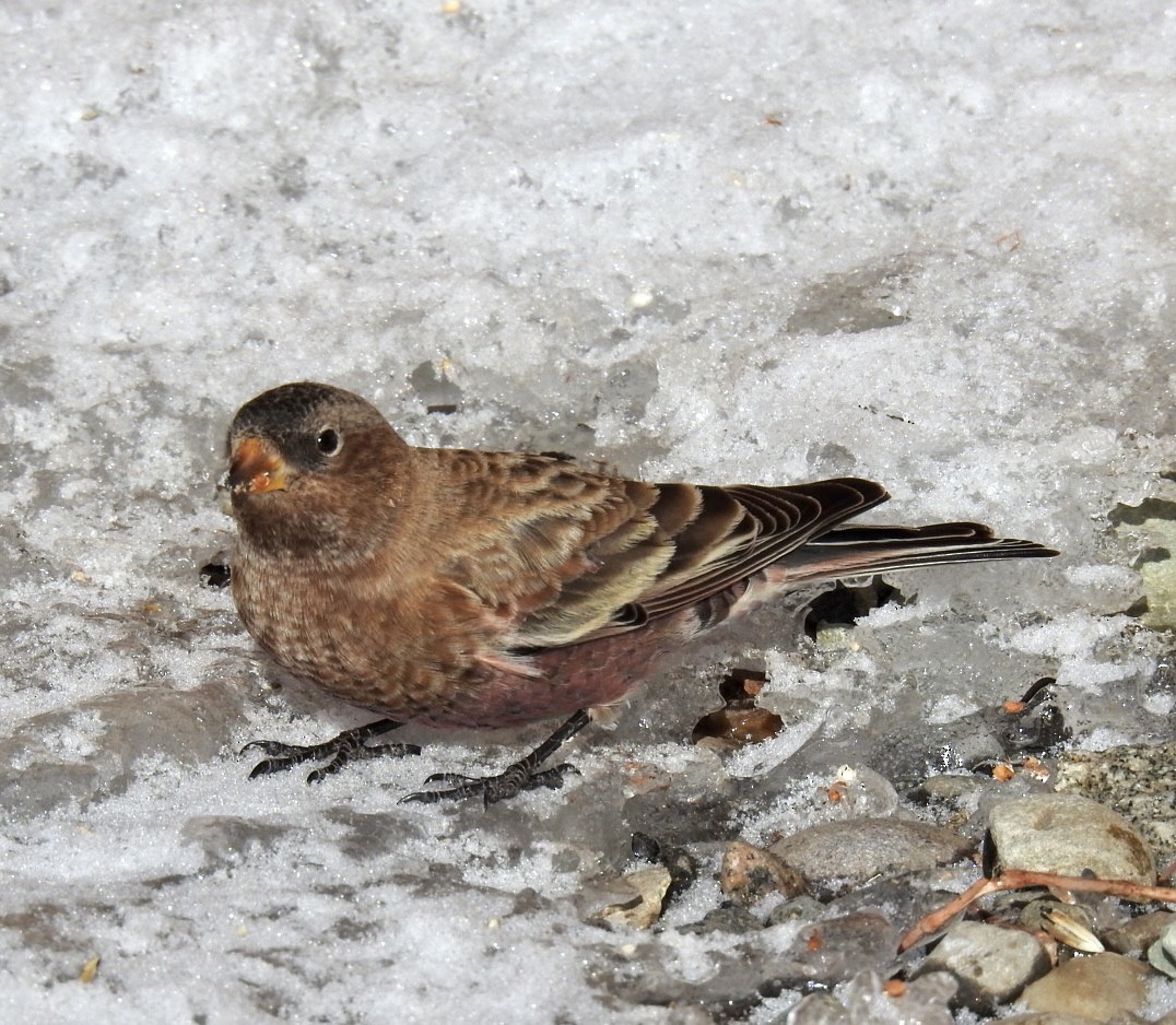 Brown-capped Rosy-Finch - ML291637911