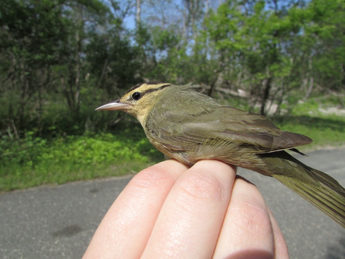 Paruline vermivore - ML29163811