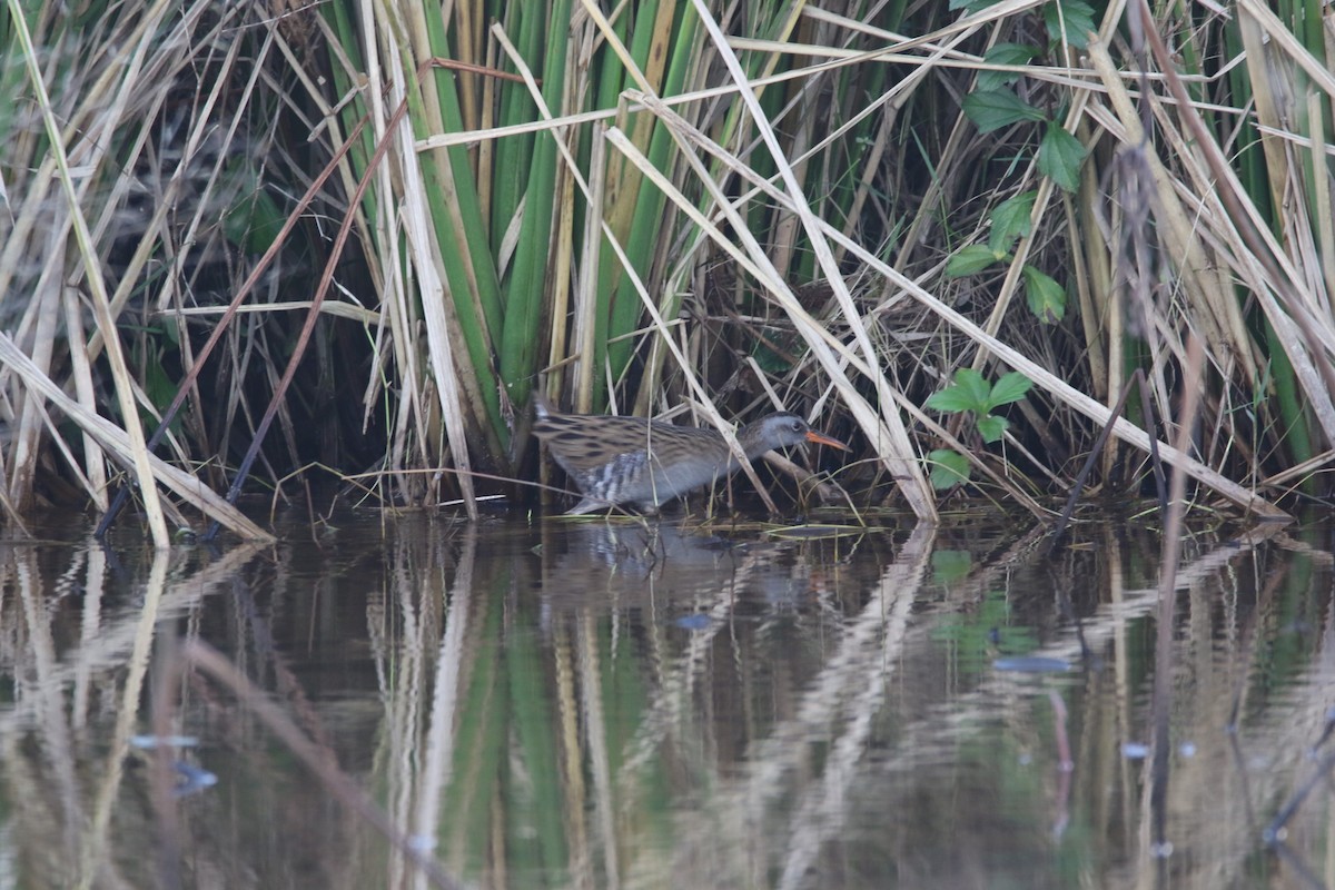 Brown-cheeked Rail - Yu-Lian Shen