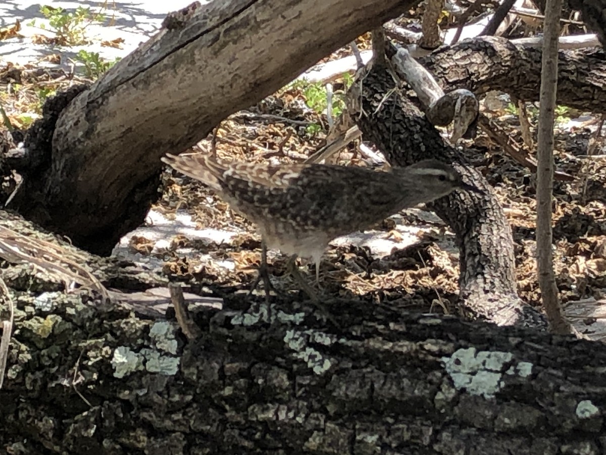 Tuamotu Sandpiper - ML291639281