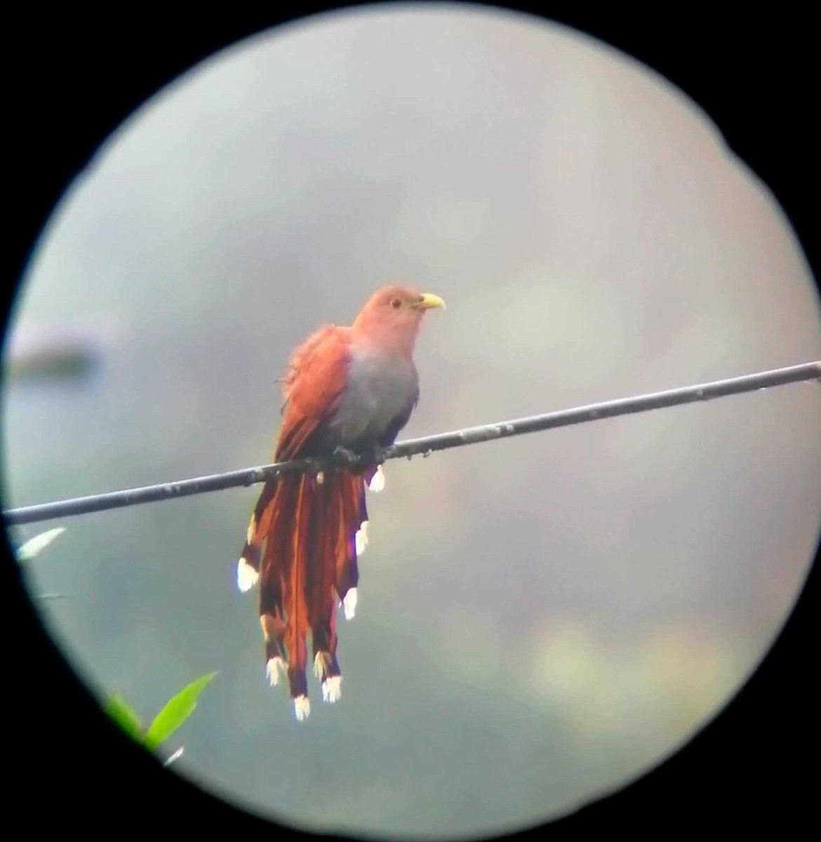 Squirrel Cuckoo - ML291642011