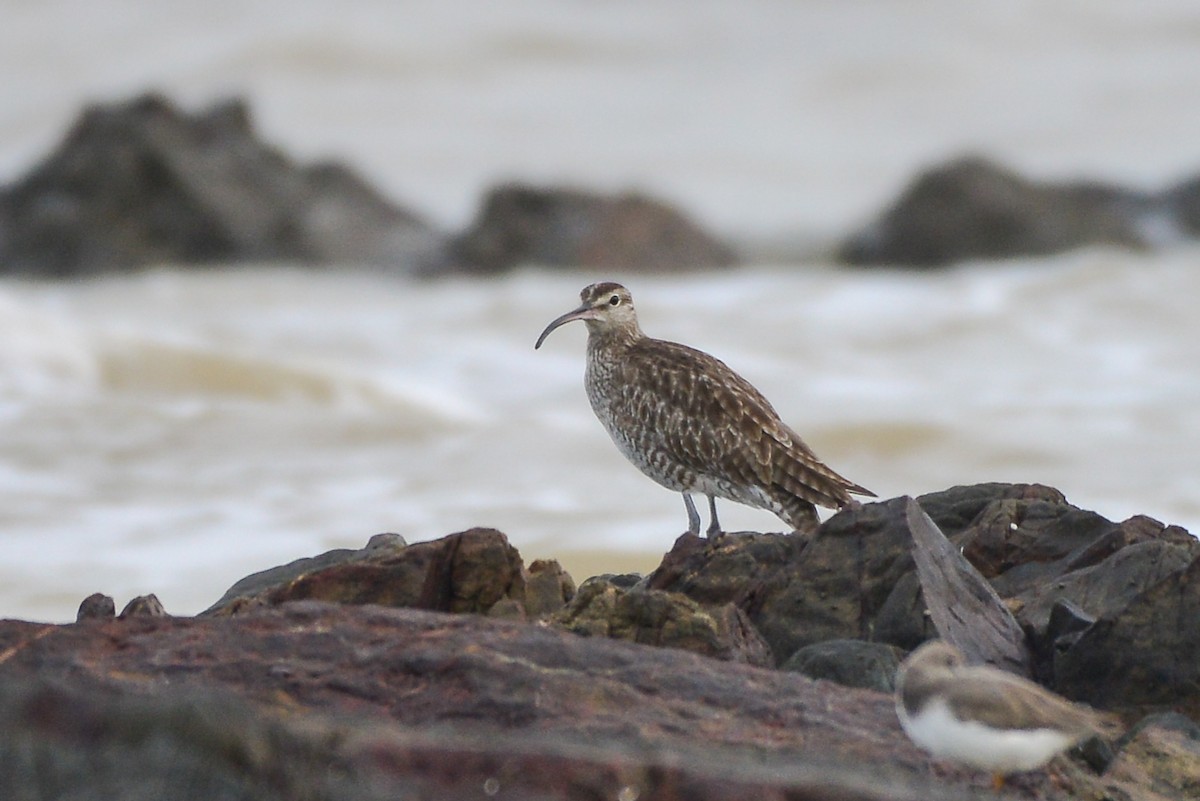 Whimbrel - ML291642261