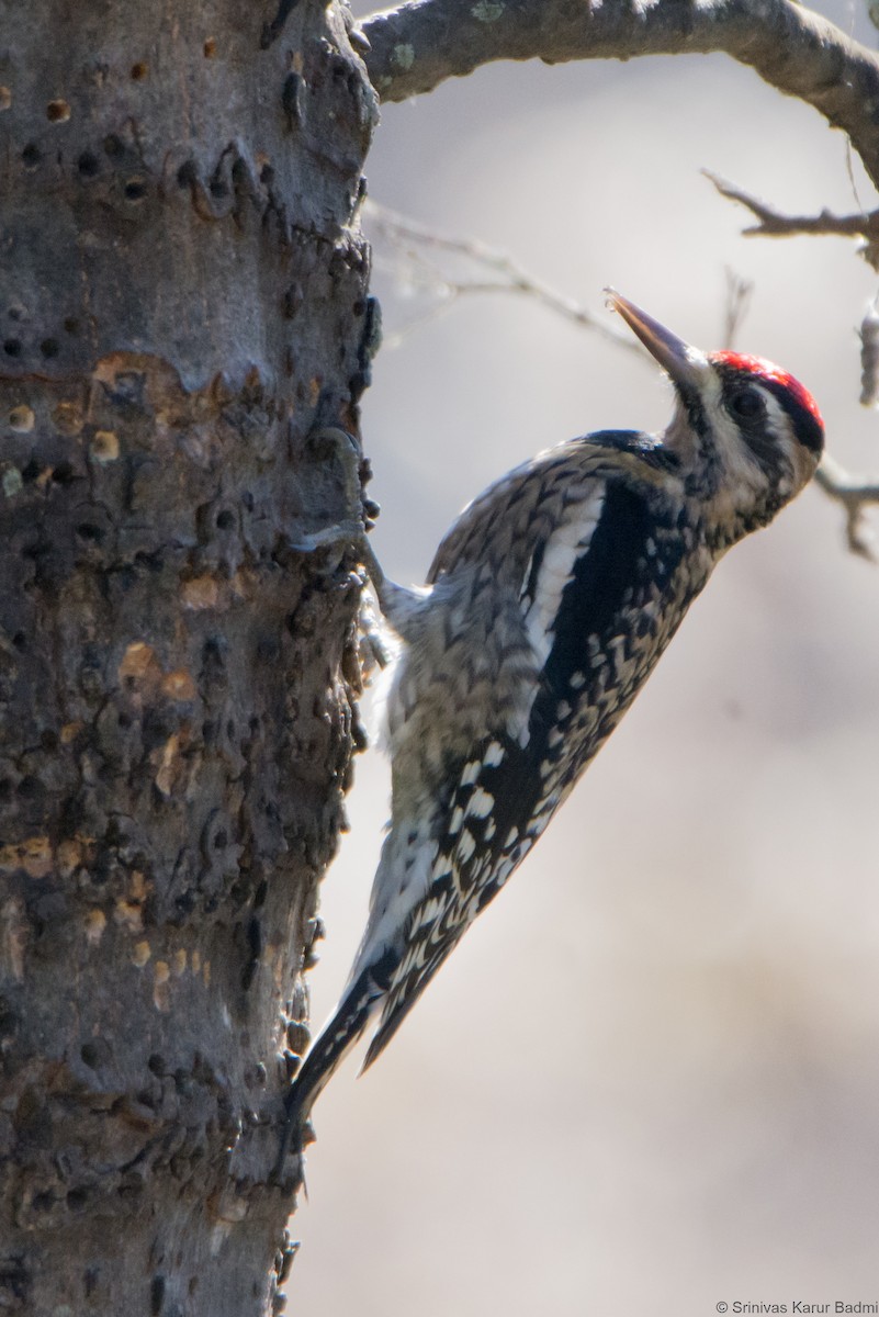 Yellow-bellied Sapsucker - ML291642491