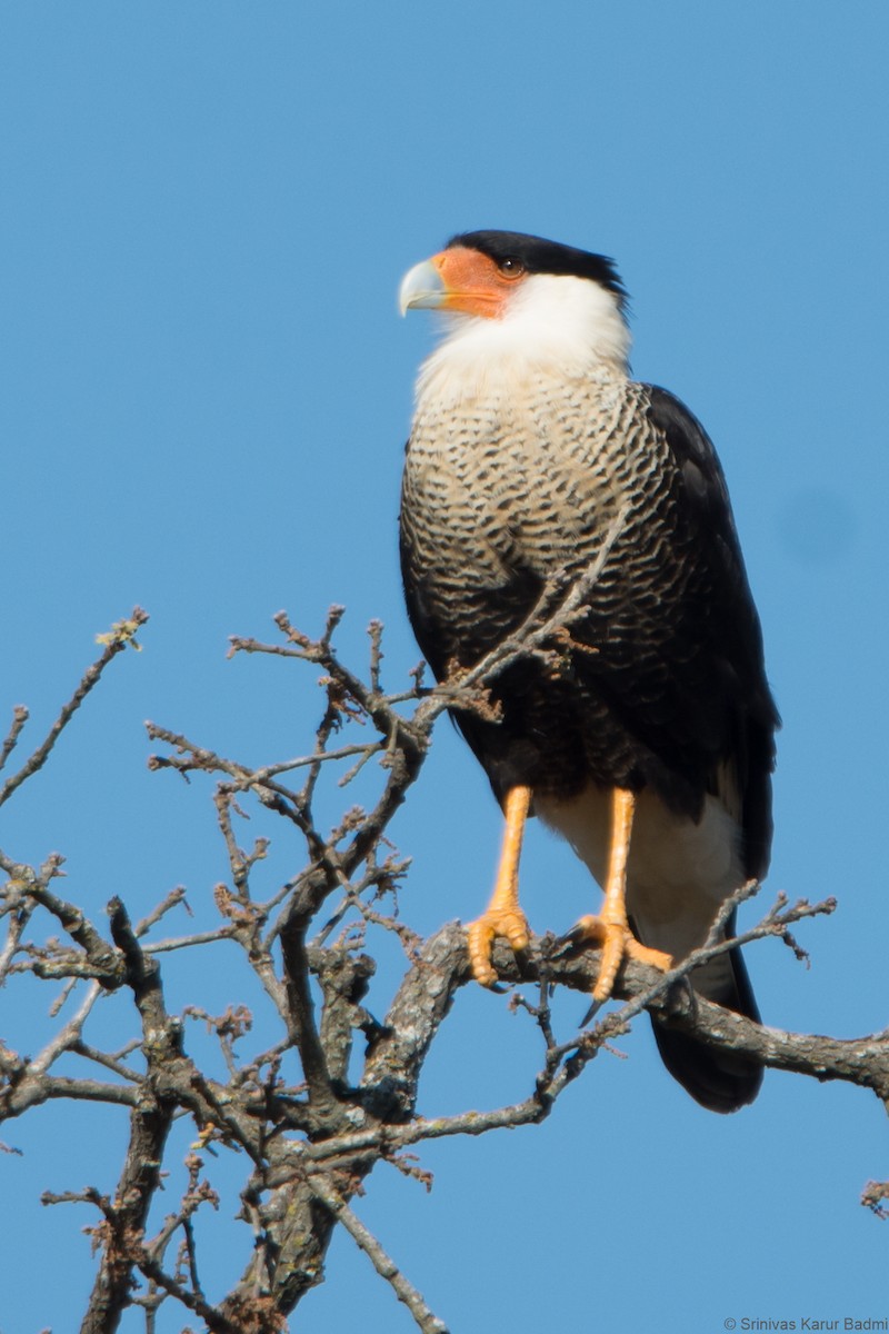 Crested Caracara (Northern) - ML291642581