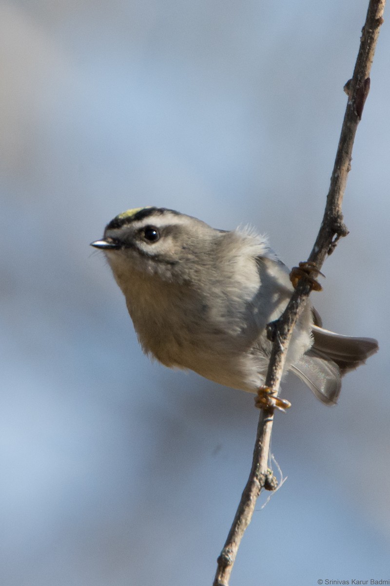 Golden-crowned Kinglet - ML291642731