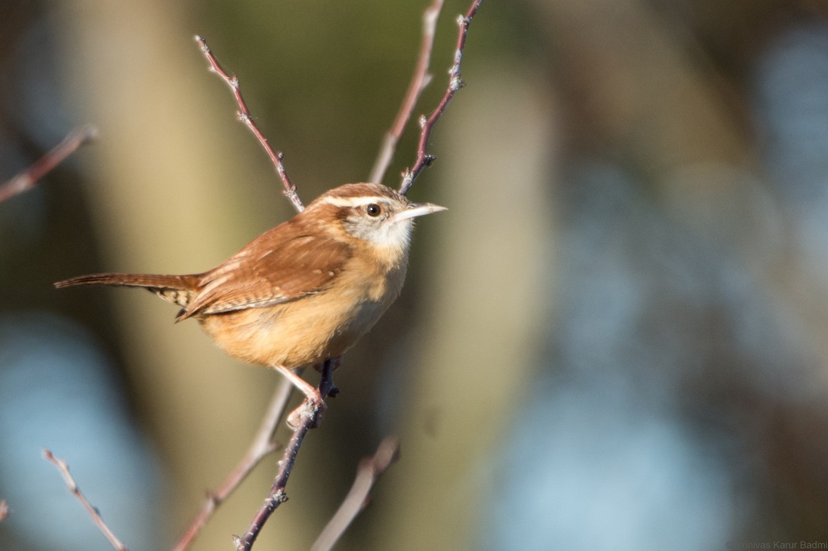 Carolina Wren - ML291642791