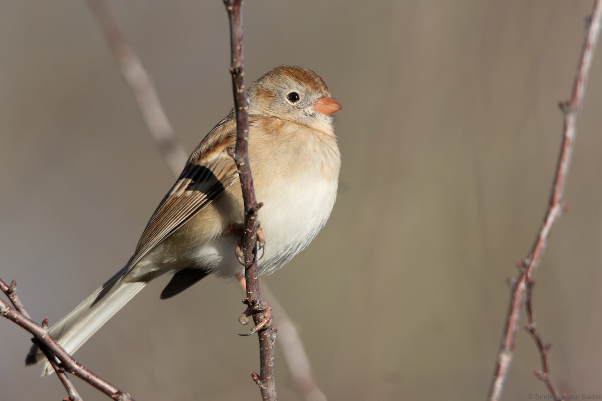 Field Sparrow - ML291642901