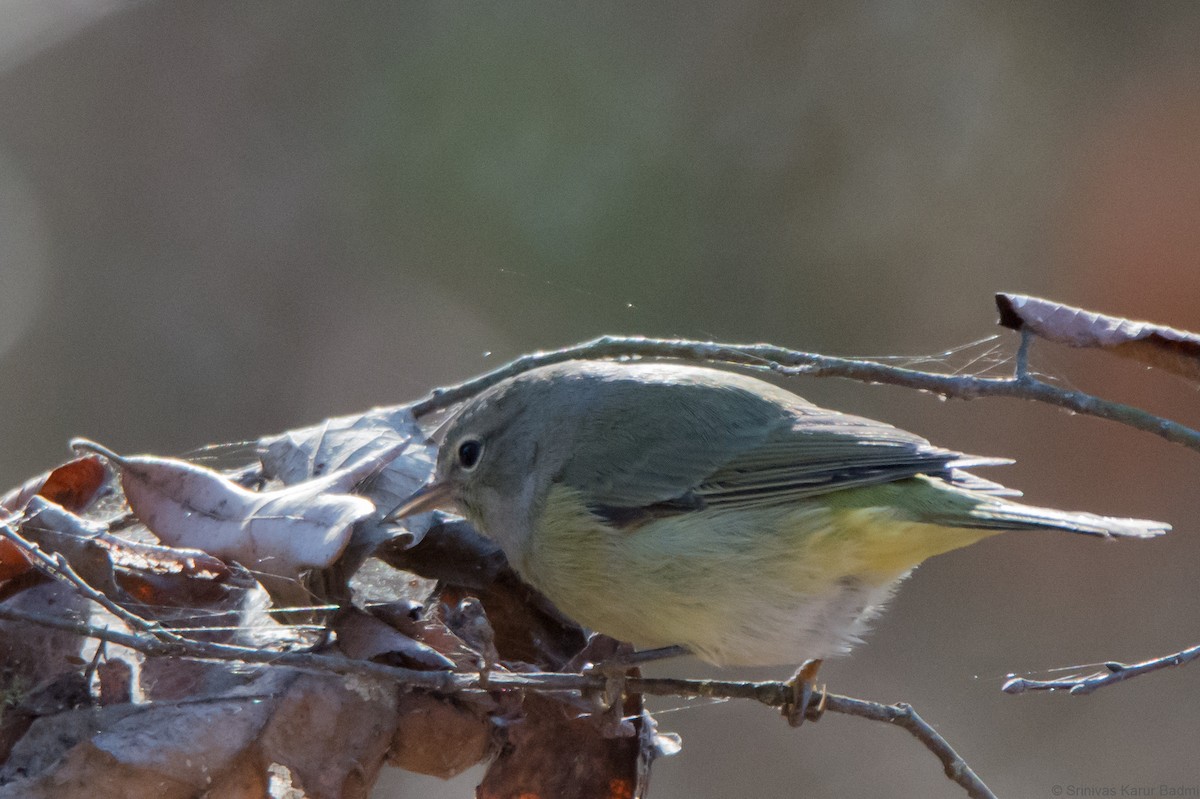 Orange-crowned Warbler - ML291643001