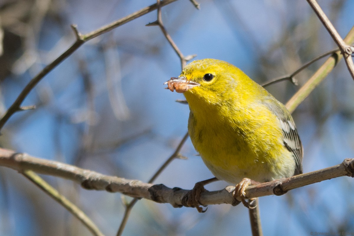Pine Warbler - ML291643181