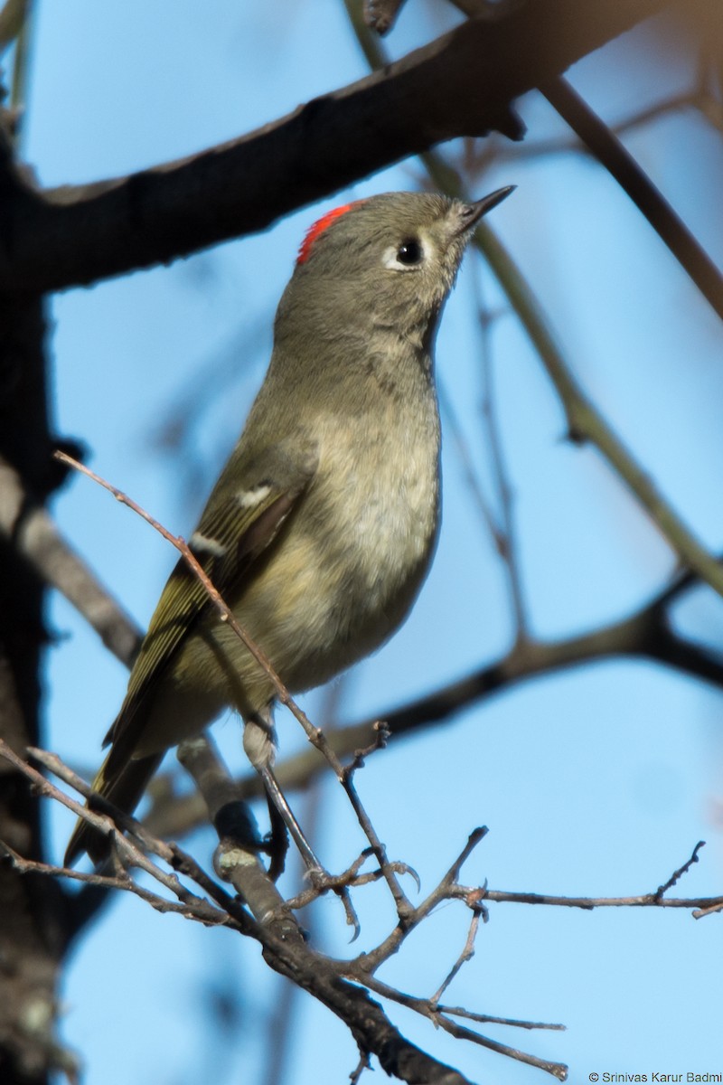 Ruby-crowned Kinglet - ML291643311