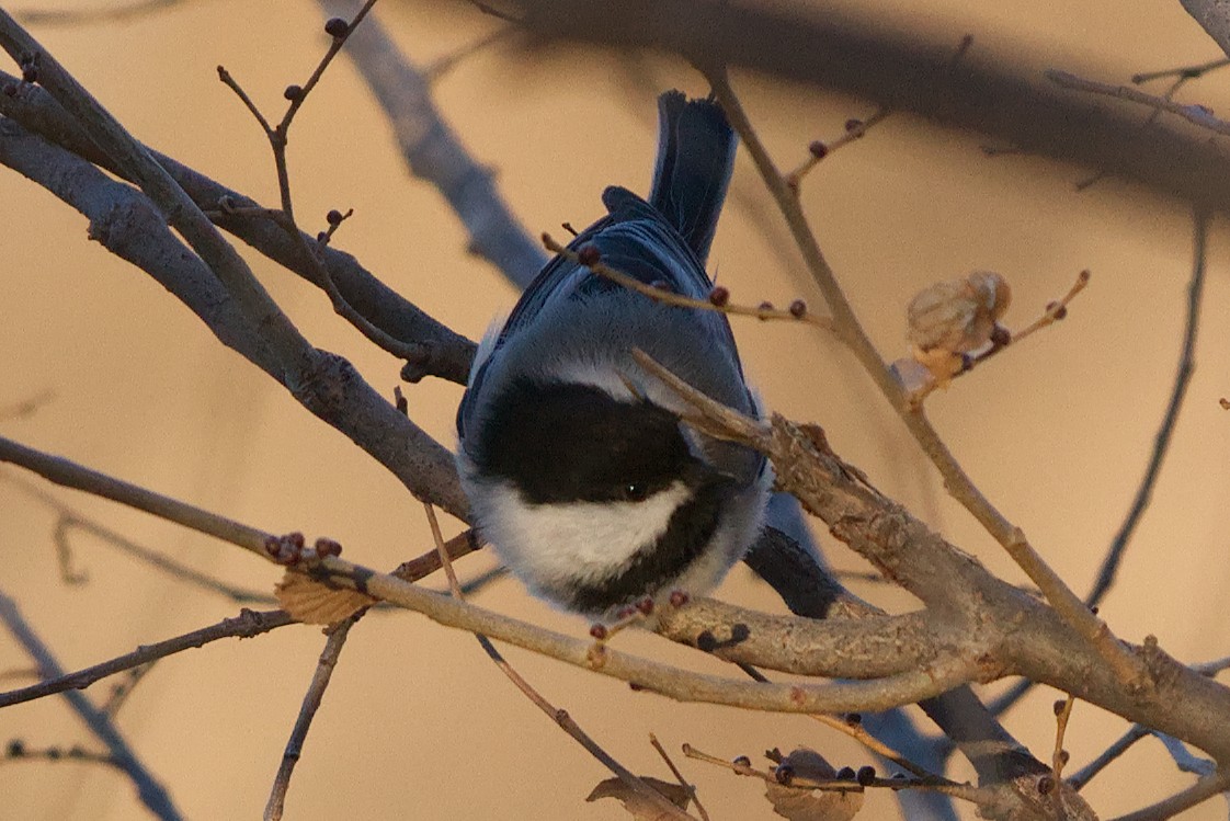 Black-capped Chickadee - ML291643321
