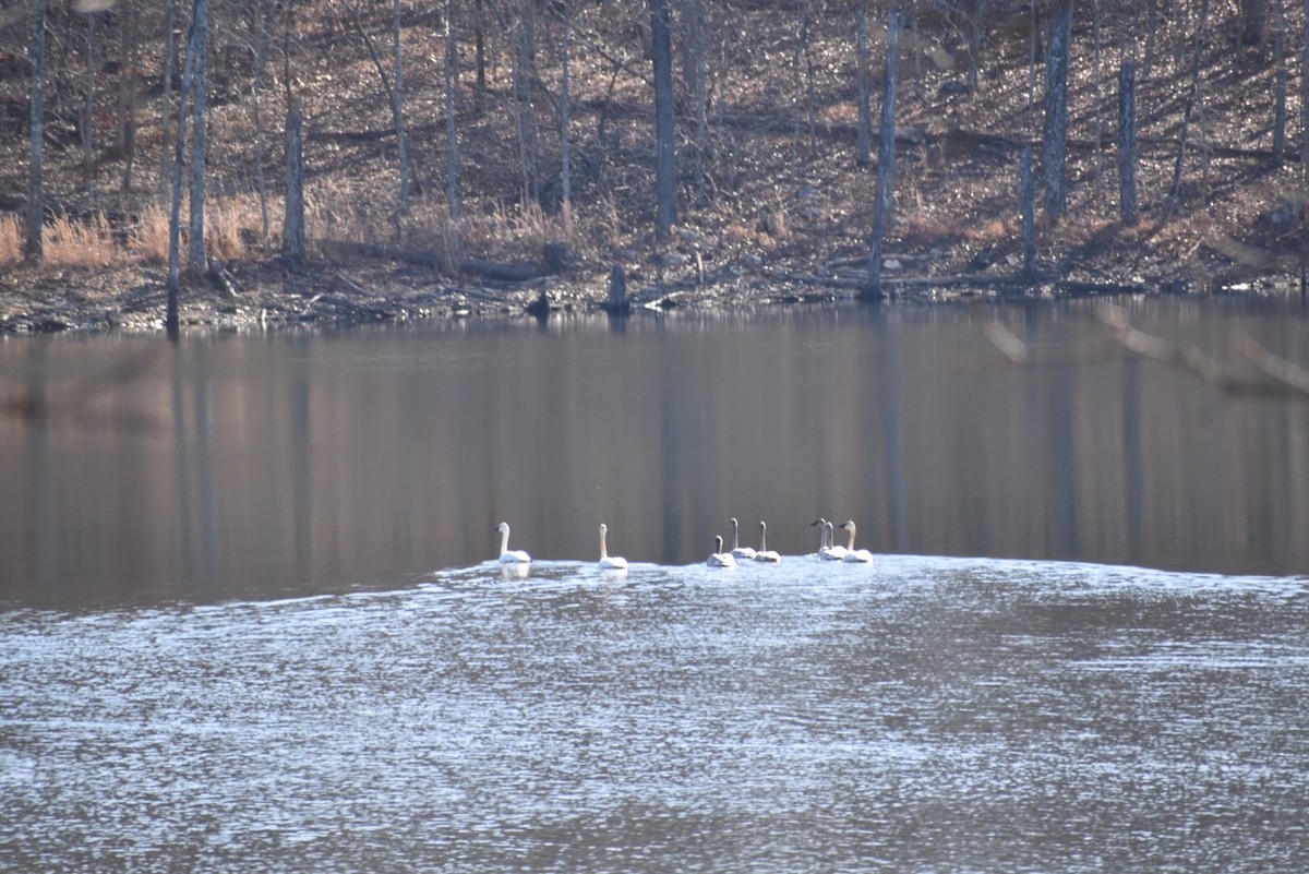 Trumpeter Swan - ML291644141