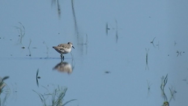 Red Knot - ML291645641