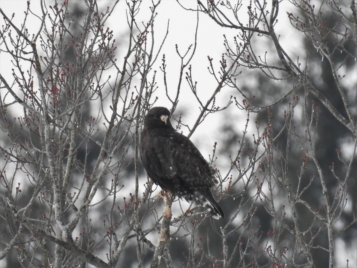 Rough-legged Hawk - Matt Nusstein