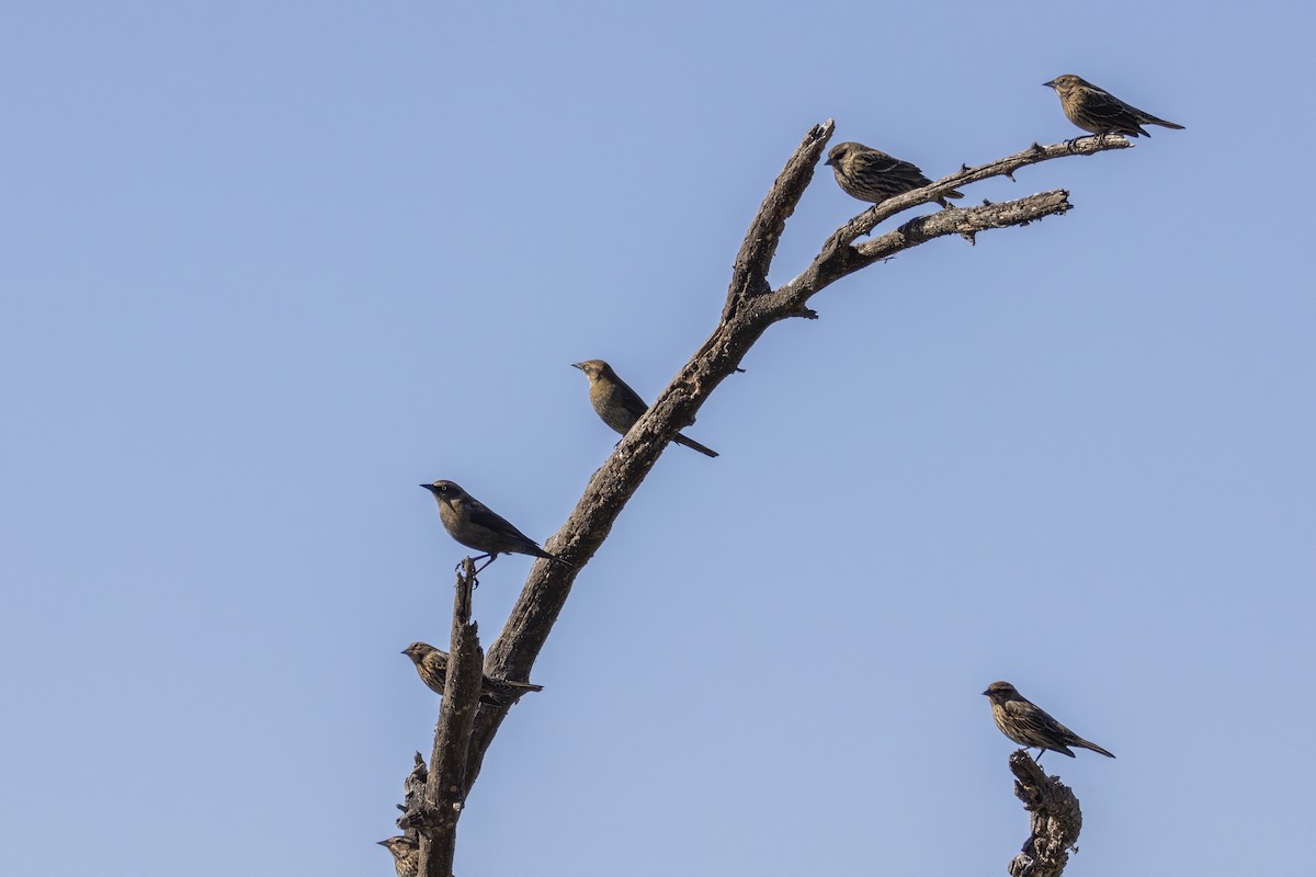 blackbird sp. - ML291646231