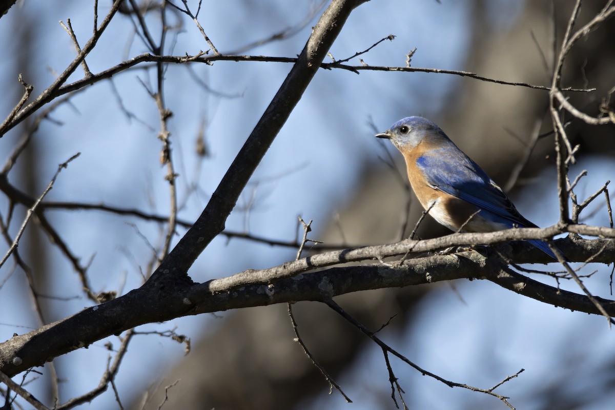 Eastern Bluebird - ML291646401