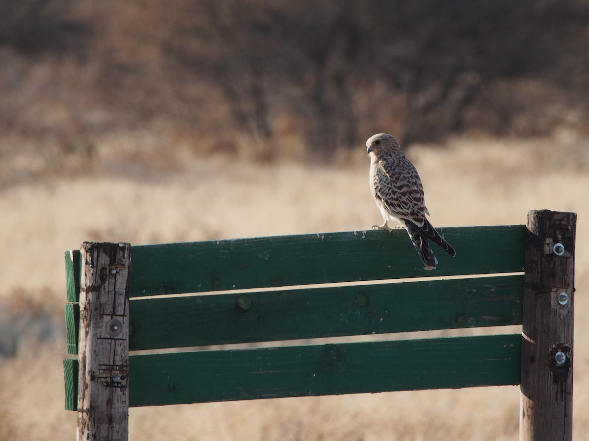 Little Sparrowhawk - ML291646791