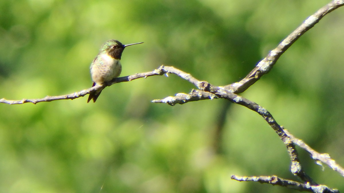 Ruby-throated Hummingbird - Robert Reed