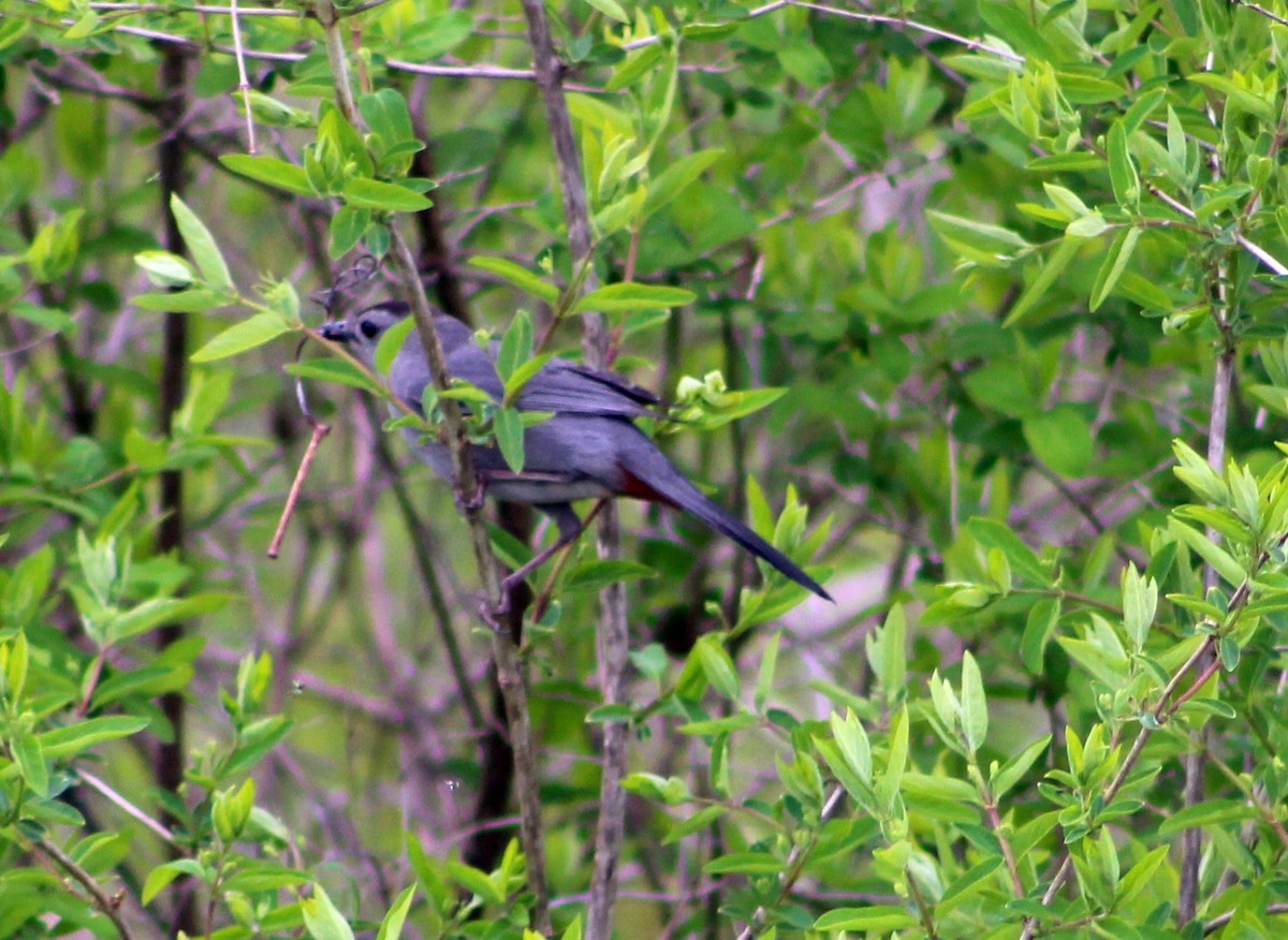 Gray Catbird - Jeffrey  Graham