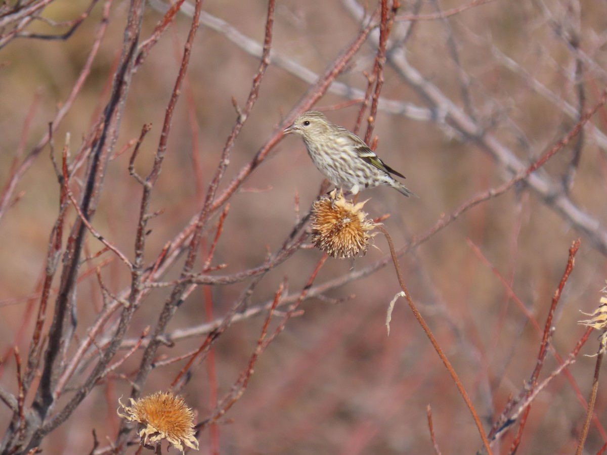 Pine Siskin - ML291652831