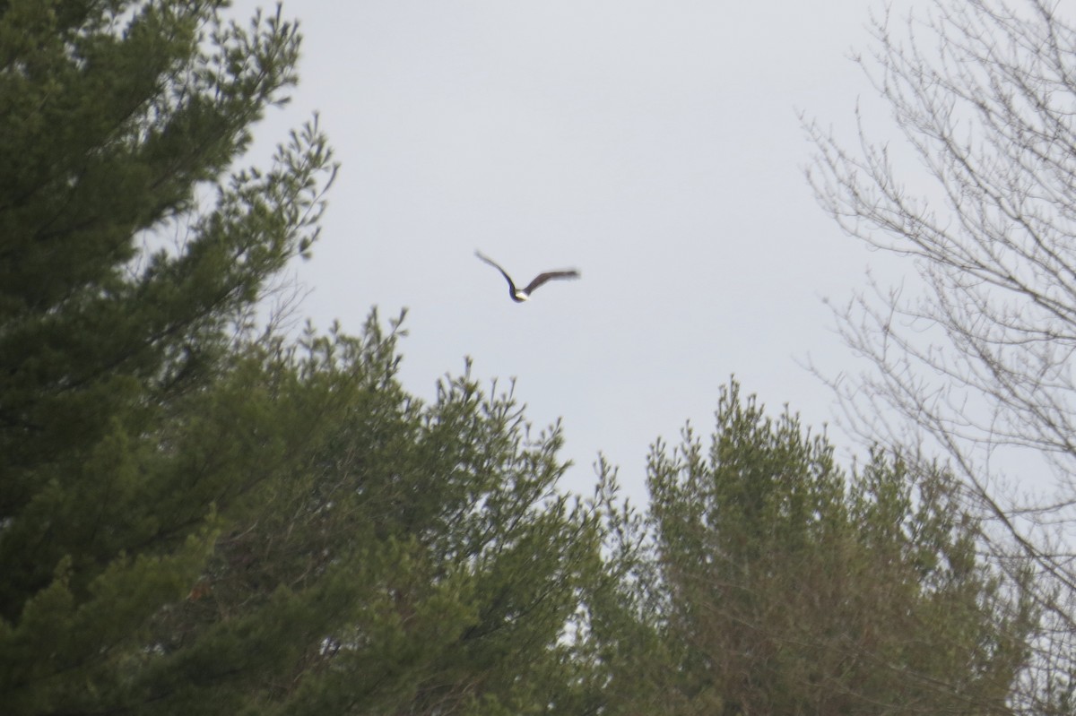 Bald Eagle - ML291652921