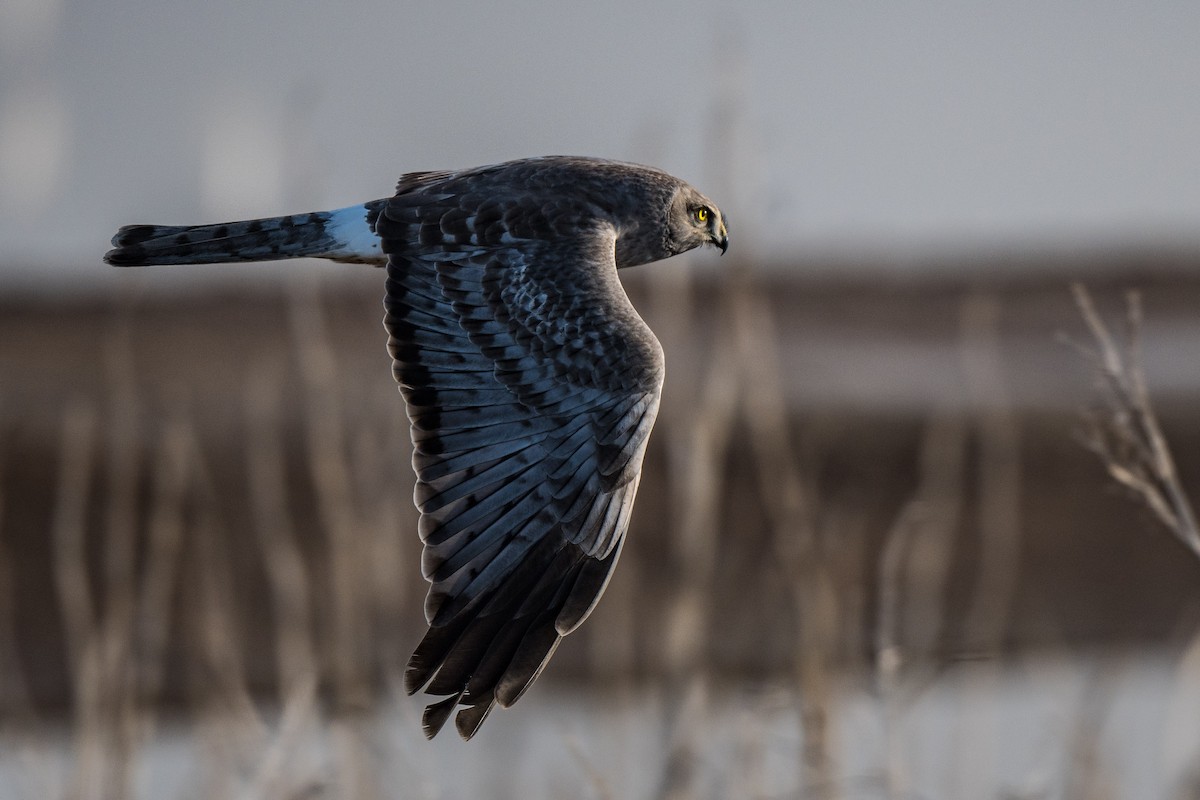 Northern Harrier - Susan Teefy