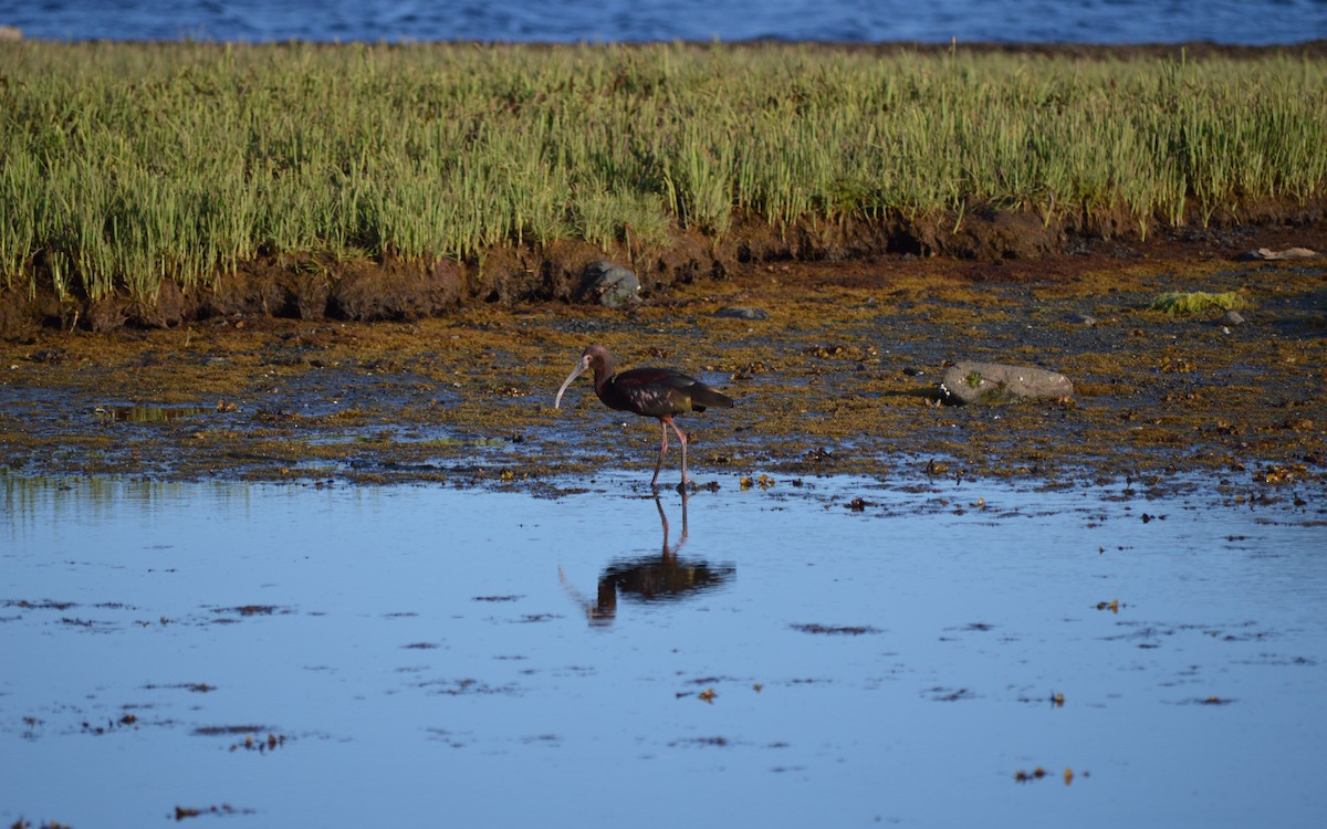 White-faced Ibis - ML29165371