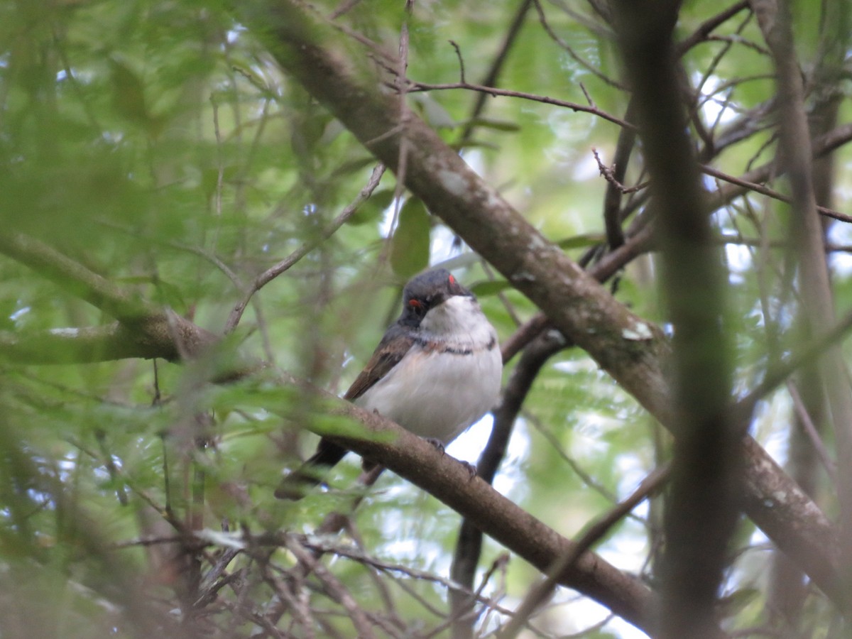 Black-throated Wattle-eye - ML29165381