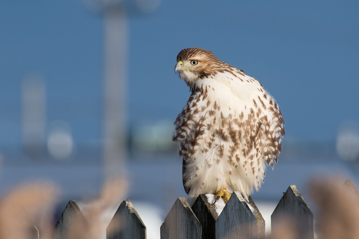 Red-tailed Hawk
