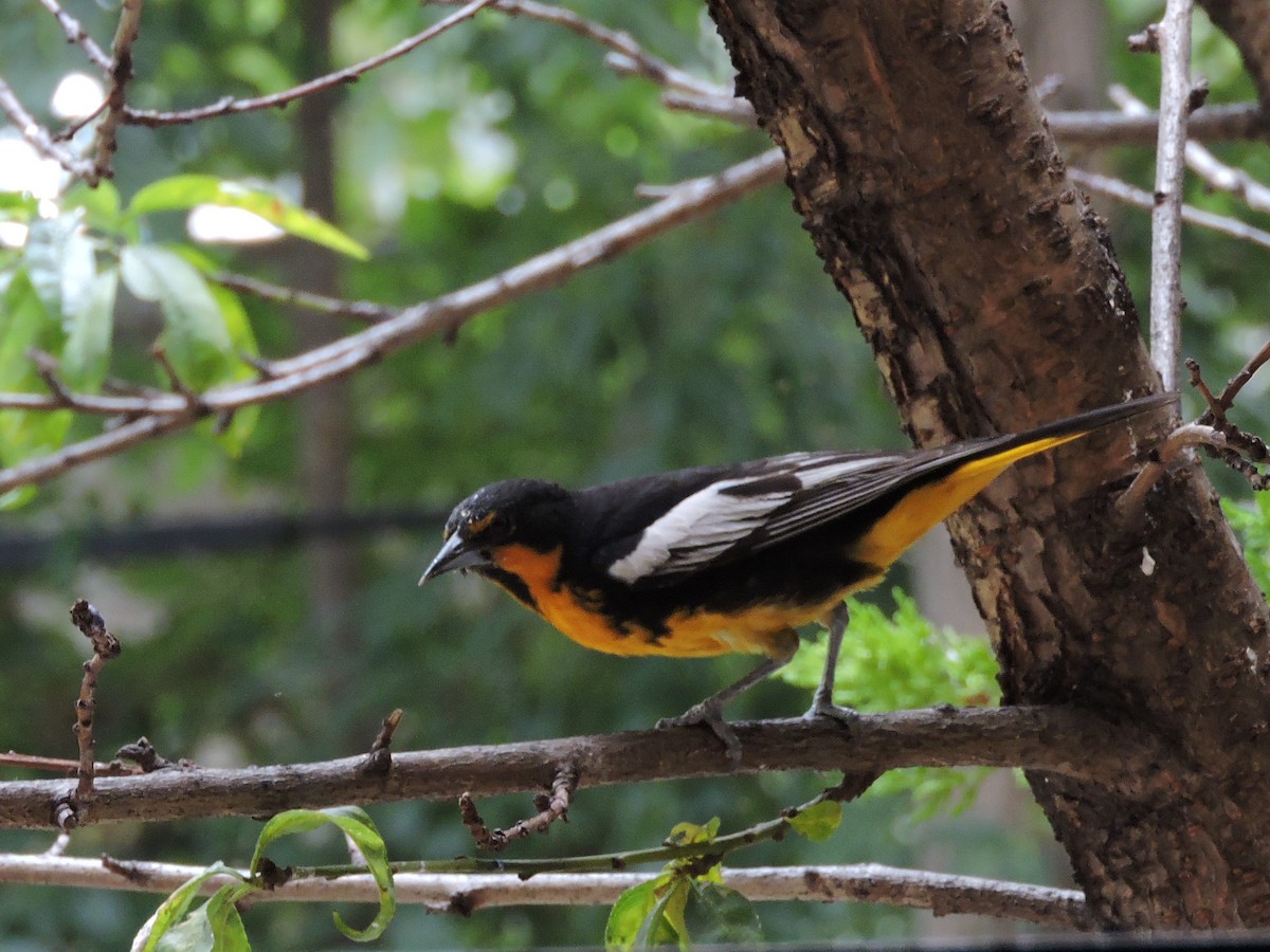 Black-backed Oriole - Manuel Becerril González