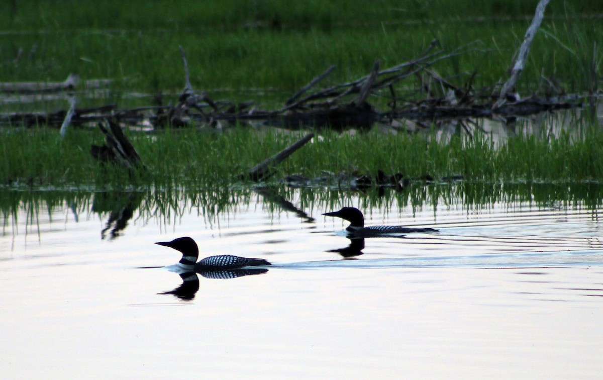 Common Loon - ML29165621