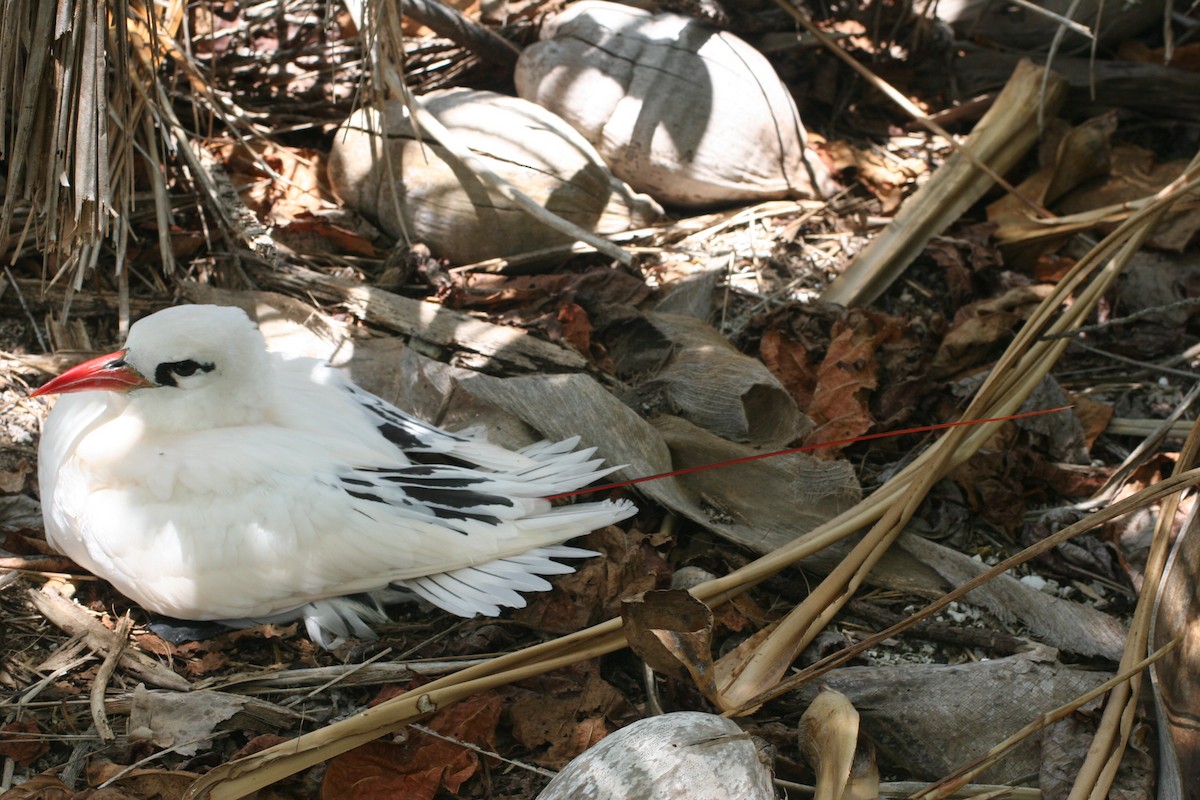 Red-tailed Tropicbird - ML291656691