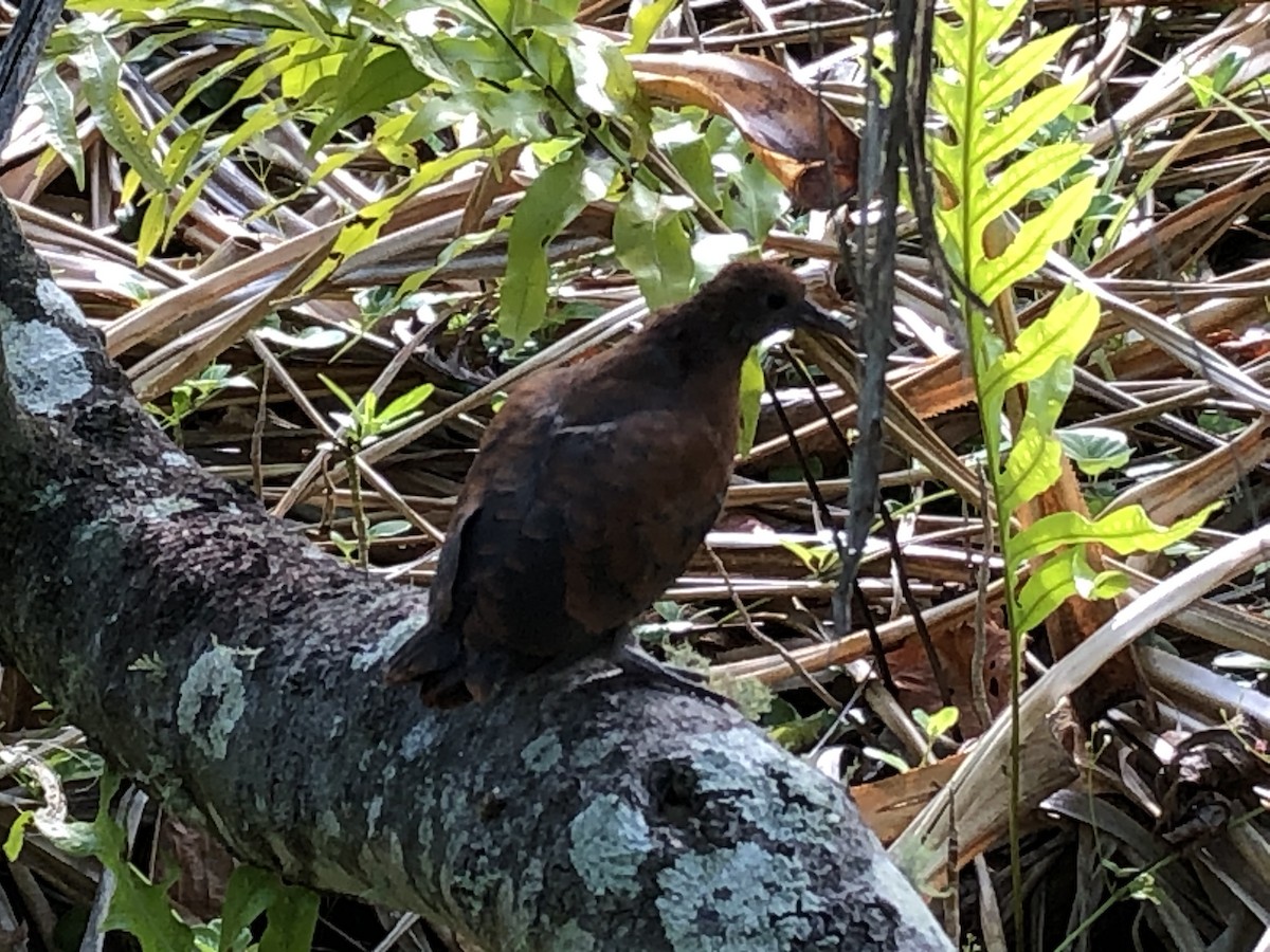 Polynesian Ground Dove - ML291657541