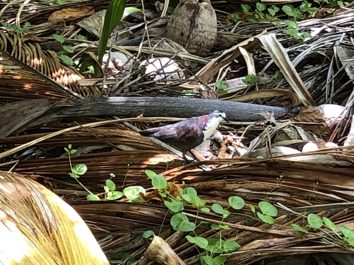 Polynesian Ground Dove - ML291658231