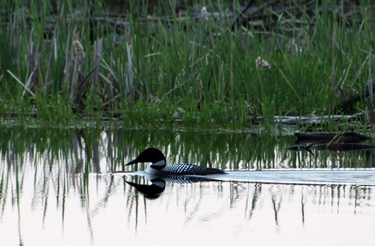 Common Loon - Jeffrey  Graham