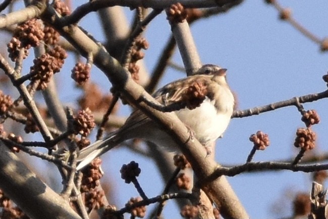 Chipping Sparrow - ML291659661