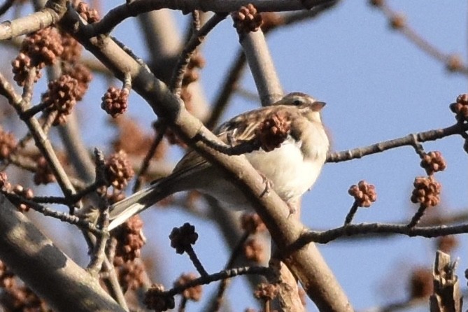 Chipping Sparrow - ML291659671