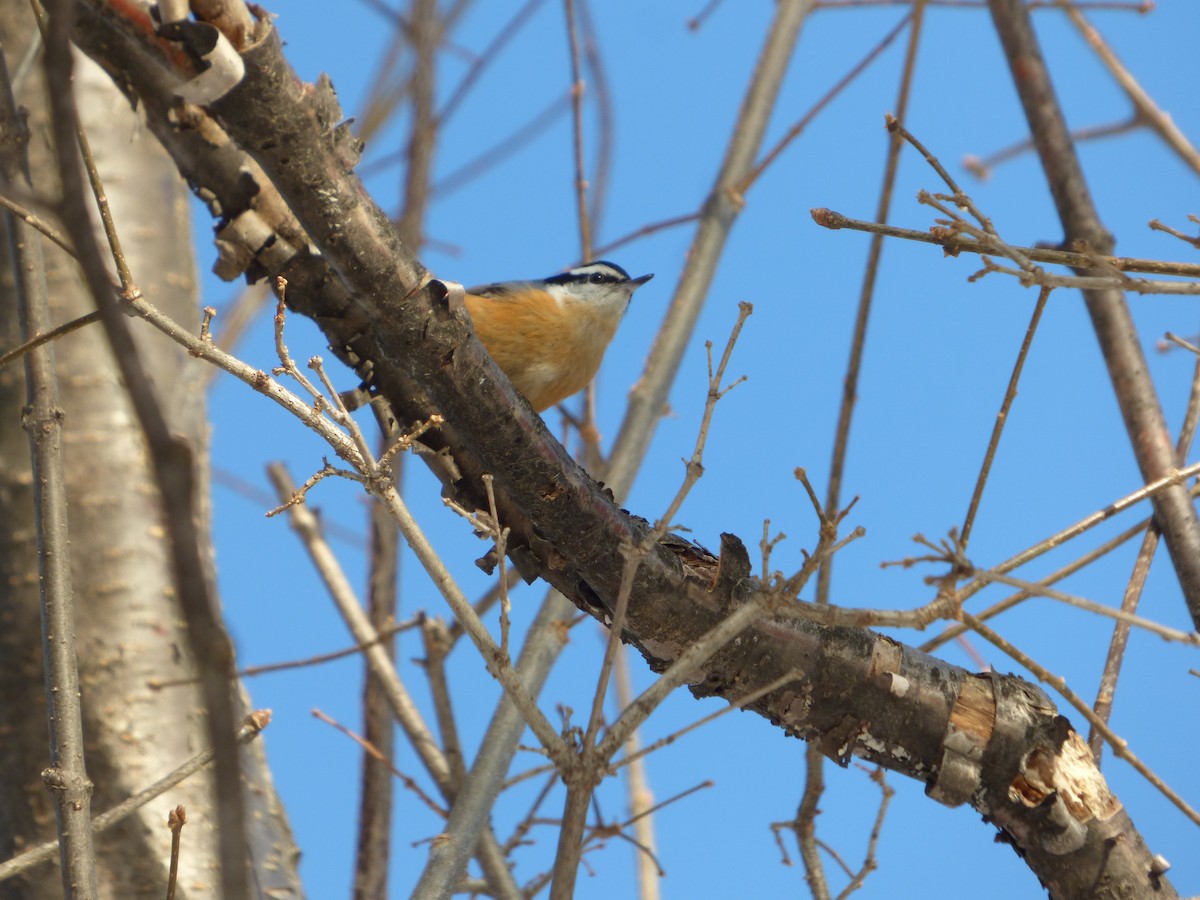 Red-breasted Nuthatch - ML291659811