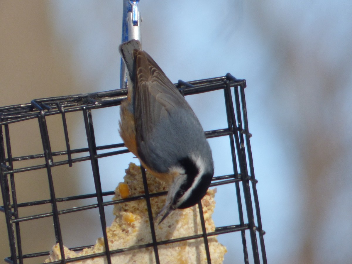Red-breasted Nuthatch - ML291659861