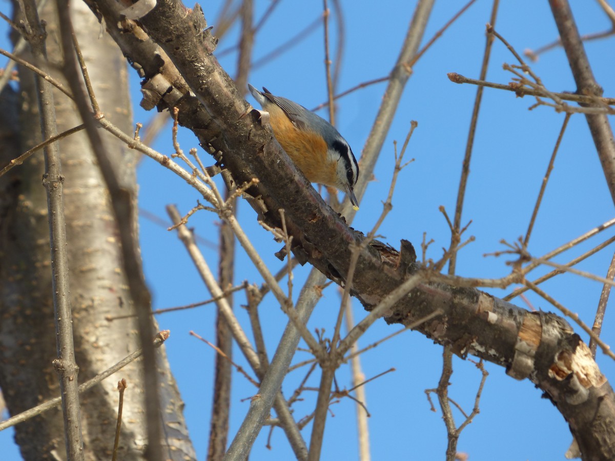 Red-breasted Nuthatch - ML291659871