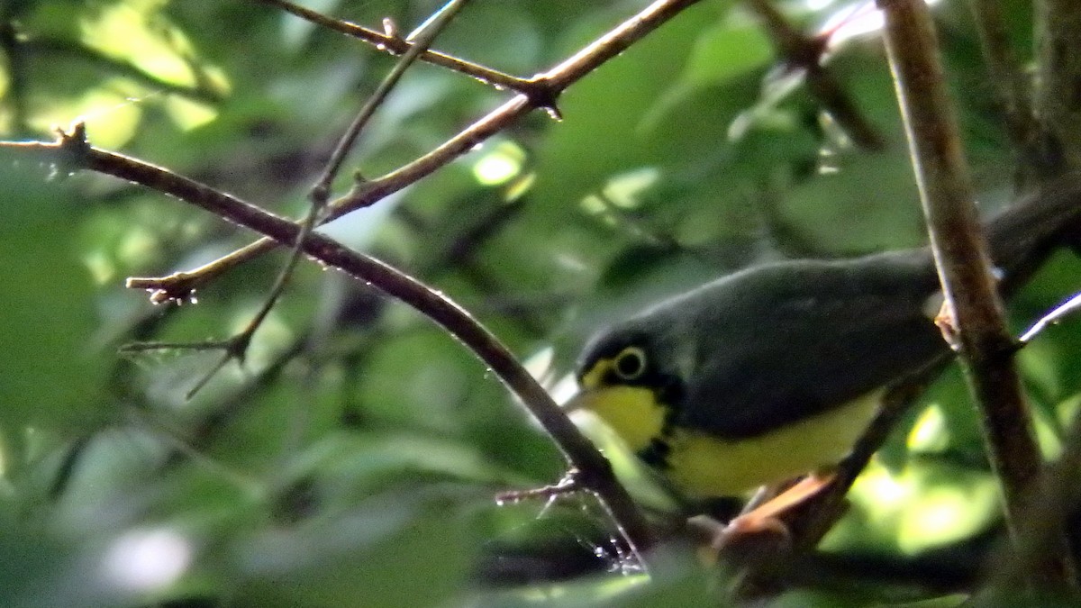 Canada Warbler - Robert Reed