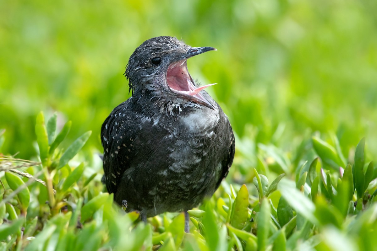 Sooty Tern - ML291660571