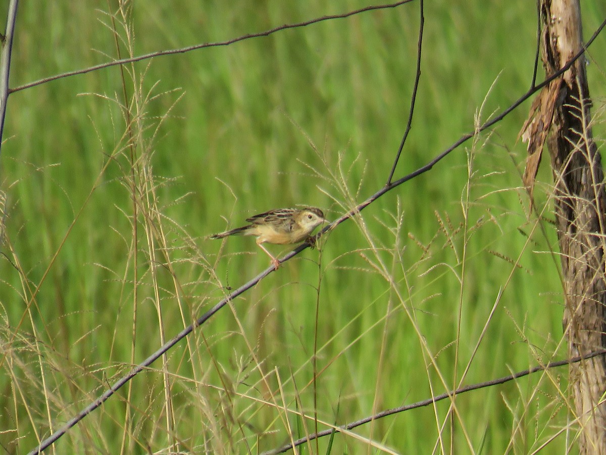 Zitting Cisticola - ML291660921