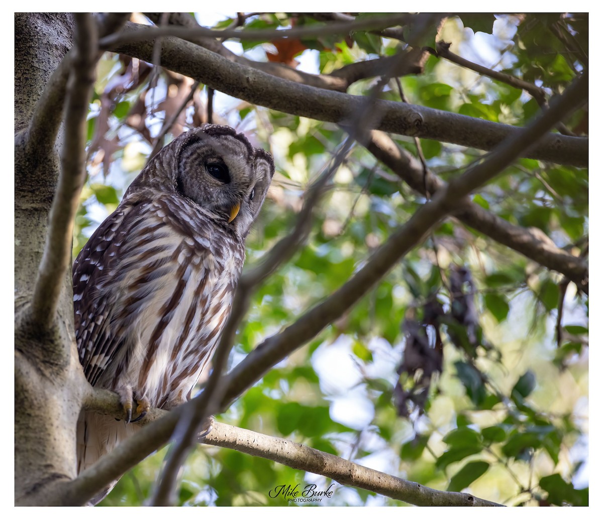 Barred Owl - ML291660961