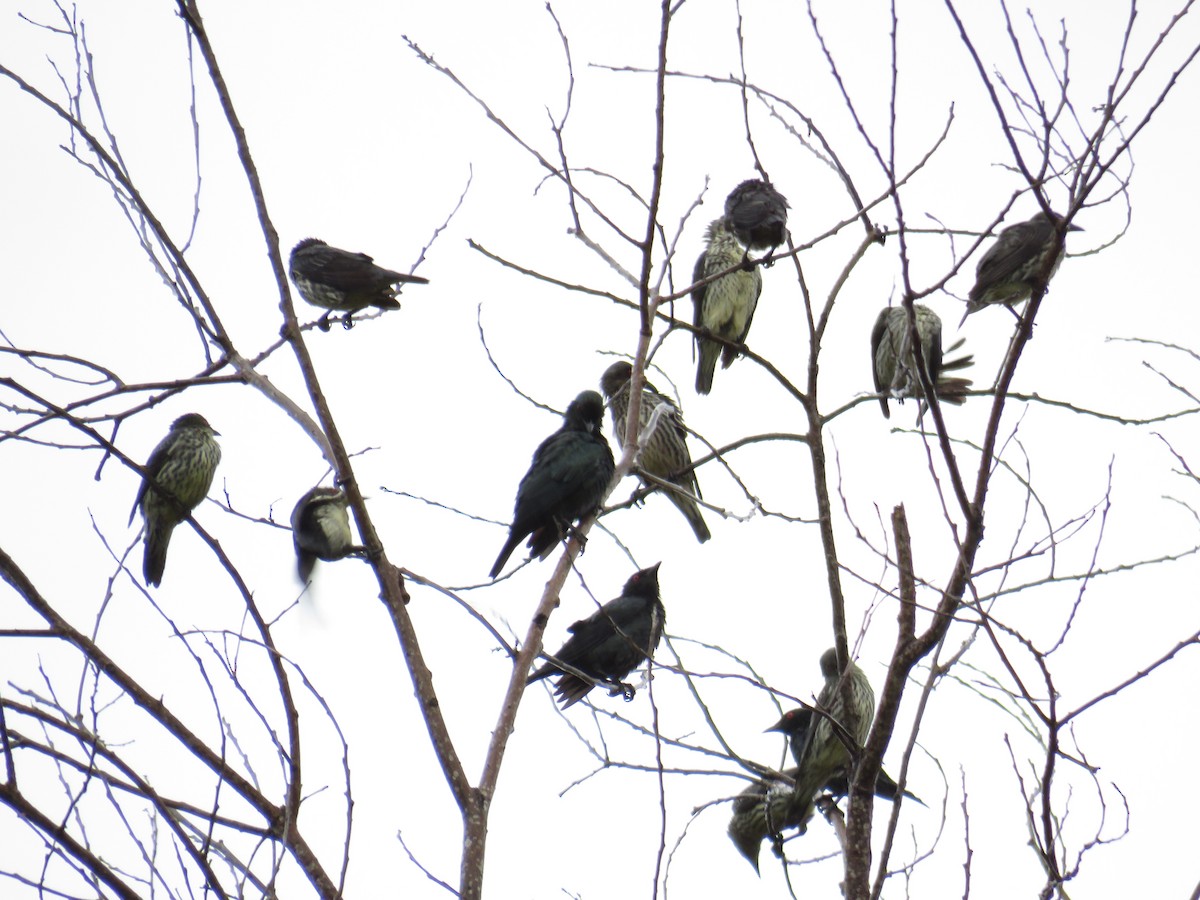 Asian Glossy Starling - ML291661111