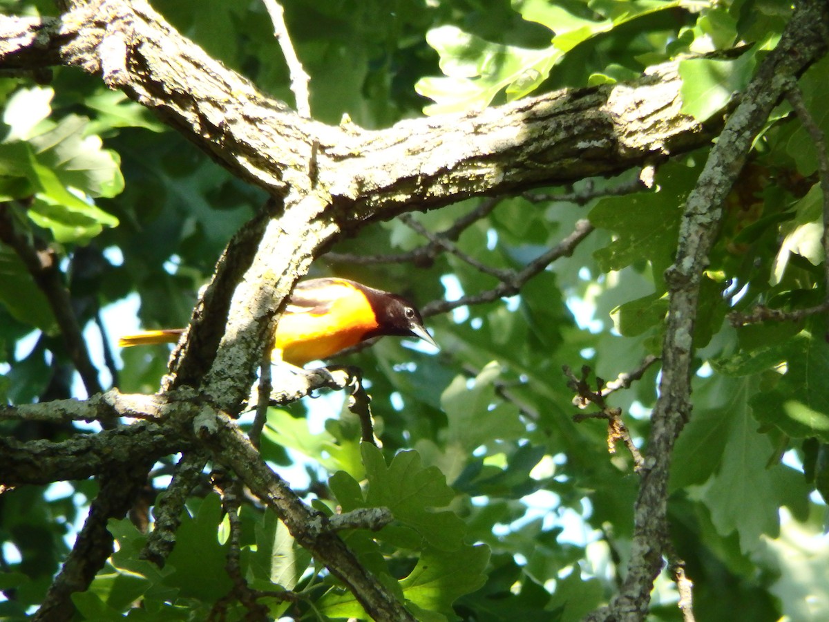 Baltimore Oriole - Robert Reed