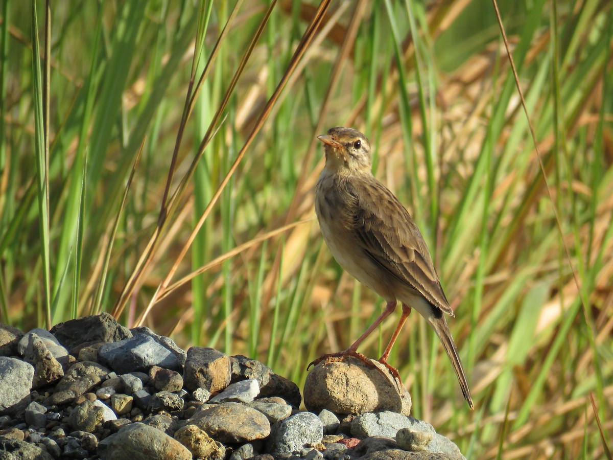 Paddyfield Pipit - ML291661231