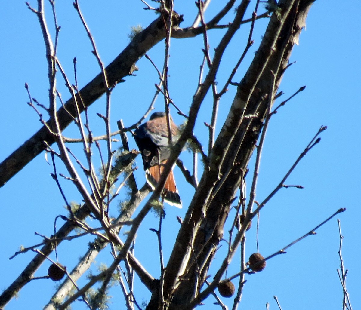 American Kestrel - ML291661311