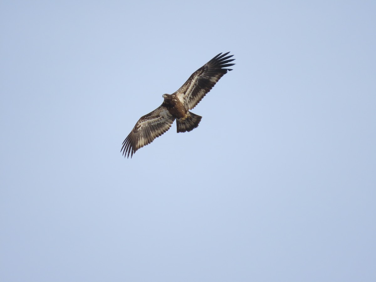 Bald Eagle - ML291661401